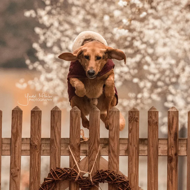 Kentucky Original Dog Coat - Bordeaux