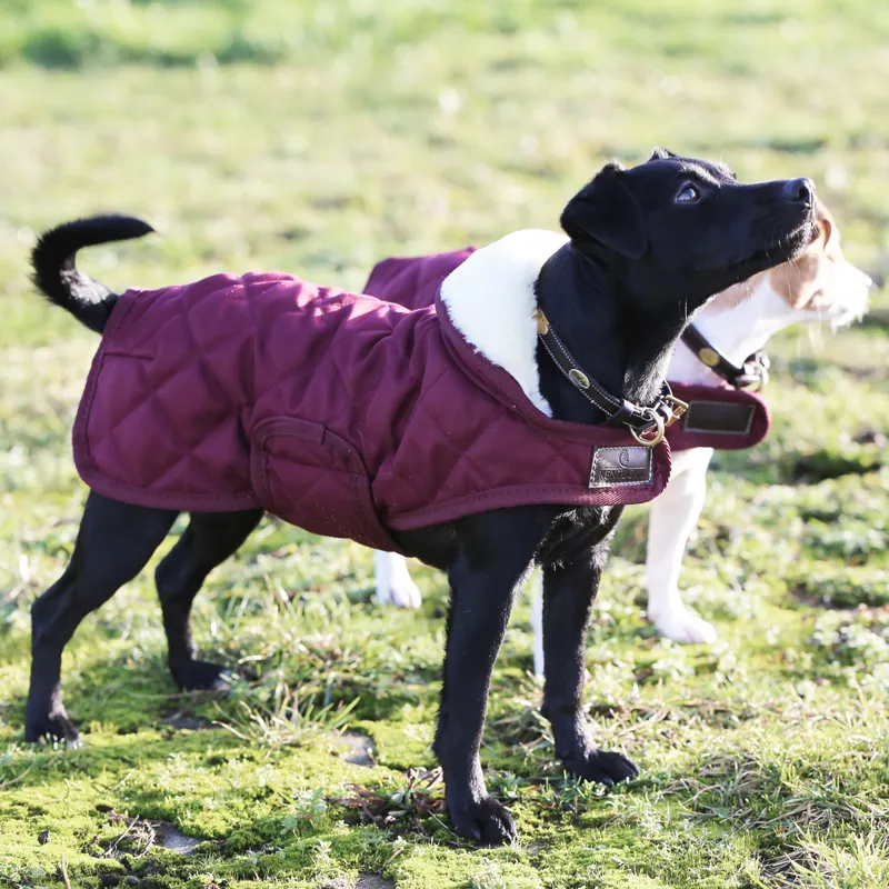 Kentucky Original Dog Coat - Bordeaux