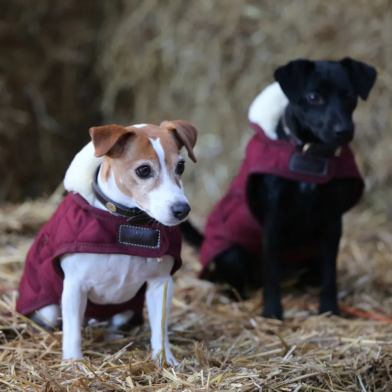 Kentucky Original Dog Coat - Bordeaux